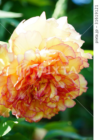 気品溢れる美しいボタン 31619121