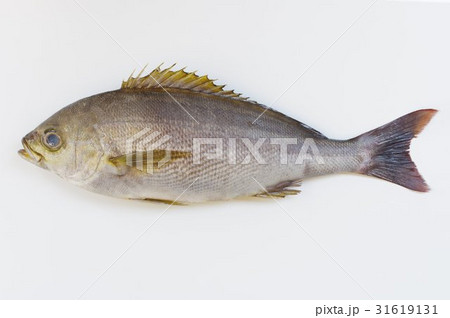 イサキ（伊佐木）　食味の良い海水魚 31619131
