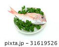 鯛1 鯛1 31619526
