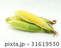 トウモロコシ3 トウモロコシ3 31619530