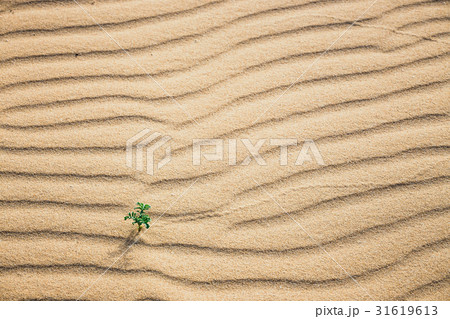 Lines in the sand of a beach, close up 31619613