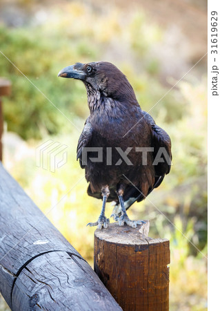 Common Raven sitting on a wooden beam, close up 31619629