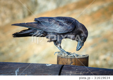 Common Raven sitting on a wooden beam, close up 31619634