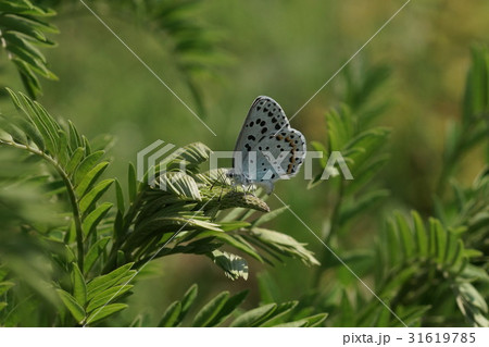クララに産卵中のオオルリシジミのメス 31619785