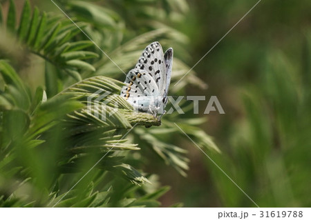 クララに産卵中のオオルリシジミのメス 31619788