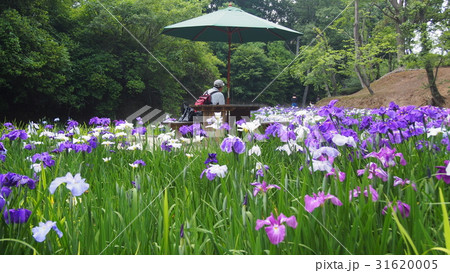菖蒲園 菖蒲園 31620005