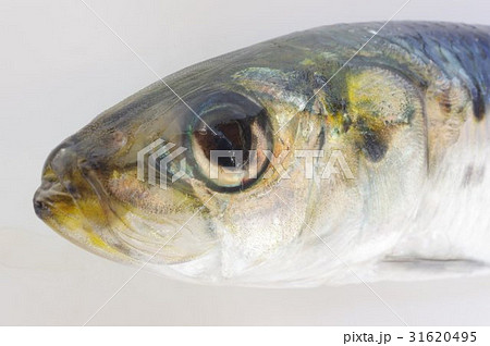 マイワシ(真鰯)頭部俯瞰 もっとも馴染みのある大衆魚 各種産業に利用される重要な水産資源 マイワシ(真鰯)頭部俯瞰 もっとも馴染みのある大衆魚 各種産業に利用される重要な水産資源 31620495