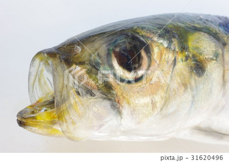 マイワシ（真鰯）頭部開口俯瞰　もっとも馴染みのある大衆魚　各種産業に利用される重要な水産資源 31620496