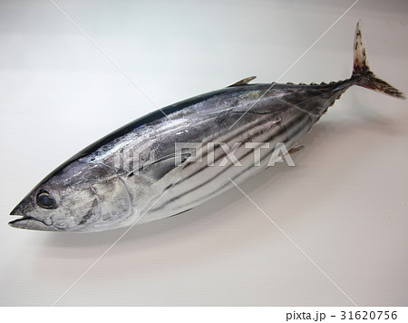 写真素材 カツオ 写真素材 カツオ 31620756