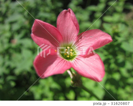 クローバーの花 クローバーの花 31620807