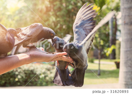 Pigeons eating feed on hand with blurred motion Pigeons eating feed on hand with blurred motion 31620893