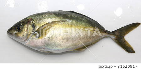 活〆 シマアジ 活〆 シマアジ 31620917