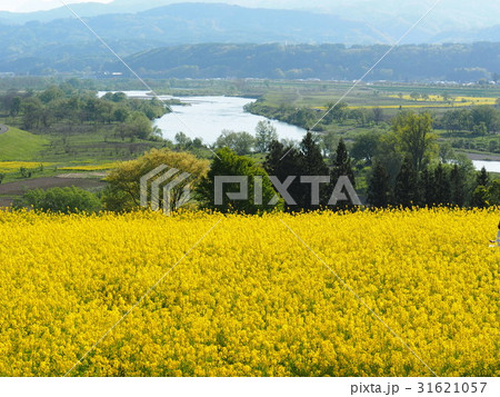 飯山 菜の花畑 飯山 菜の花畑 31621057