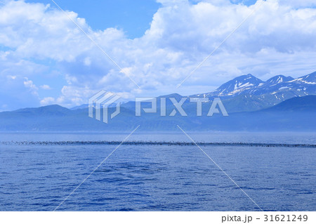 羅臼にシャチを見る 羅臼にシャチを見る 31621249