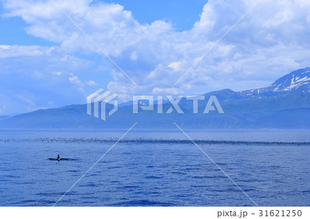 羅臼にシャチを見る 31621250