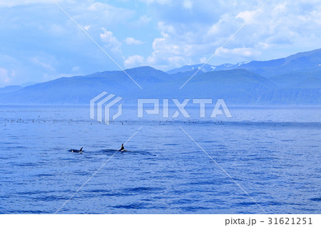 羅臼にシャチを見る 31621251