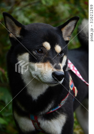 犬 狗 わんこ 31621269