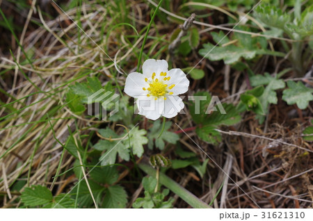 信州 美ヶ原高原に咲く花 シロバナノヘビイチゴ 本州中部に自生する高山植物の写真素材