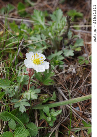 信州 美ヶ原高原に咲く花 シロバナノヘビイチゴ 本州中部に自生する高山植物の写真素材