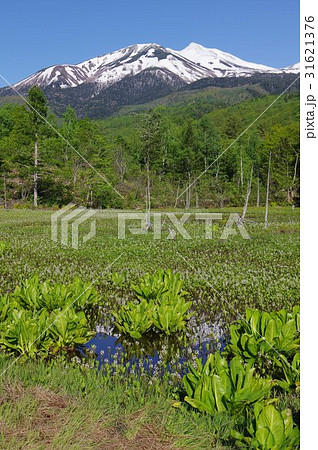 信州の高原　乗鞍高原のどじょう池より乗鞍岳を望む　水芭蕉やミツガシワが咲く６月の風景 31621376