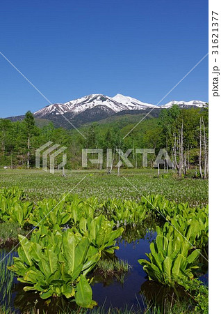 信州の高原　乗鞍高原のどじょう池より乗鞍岳を望む　水芭蕉やミツガシワが咲く６月の風景 31621377