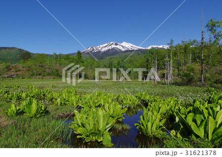 信州の高原　乗鞍高原のどじょう池より乗鞍岳を望む　水芭蕉やミツガシワが咲く６月の風景 31621378