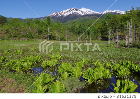 信州の高原　乗鞍高原のどじょう池より乗鞍岳を望む　水芭蕉やミツガシワが咲く６月の風景 31621379