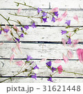 Bellflower flowers and pink petals  31621448