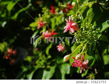 blur background selective soft focus red flowers blur background selective soft focus red flowers 31621755