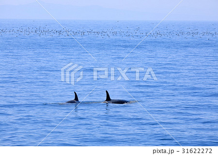 羅臼沖でシャチを見る 羅臼沖でシャチを見る 31622272