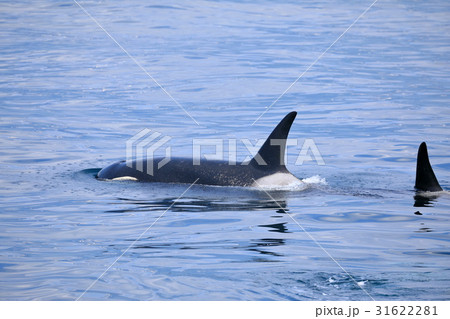 羅臼沖でシャチを見る 31622281