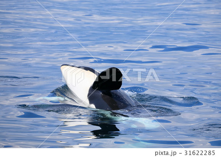 羅臼沖でシャチを見る 31622285