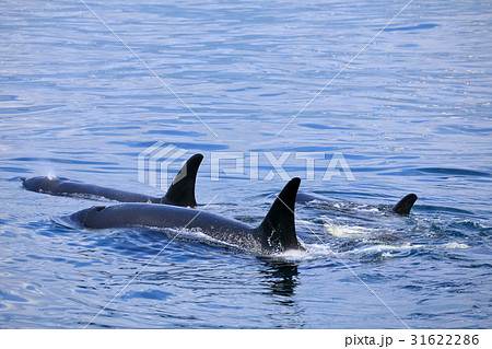 羅臼沖でシャチを見る 31622286