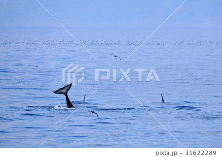 羅臼沖でシャチを見る 31622289