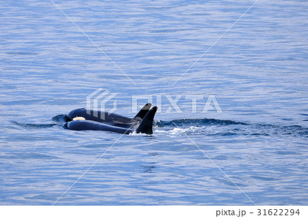 羅臼沖でシャチを見る 31622294