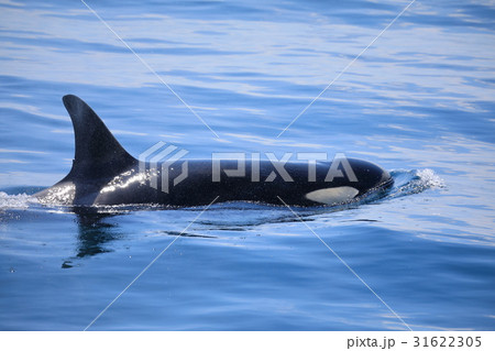 羅臼沖でシャチを見る 羅臼沖でシャチを見る 31622305