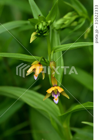 野生ラン 野生ラン 31622333