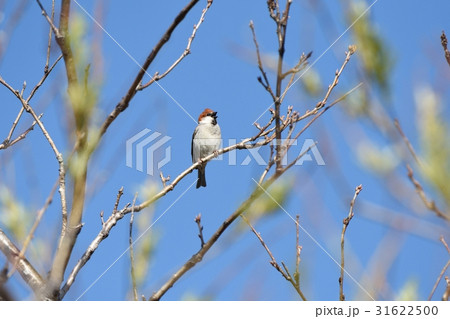 さえずるニュウナイスズメ 31622500
