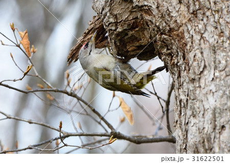 ヤマゲラ 31622501