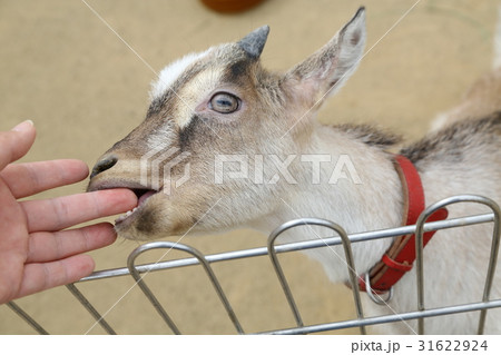 ガブリ噛まれた ガブリ噛まれた 31622924