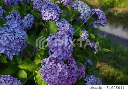 たくさんの紫色のアジサイ たくさんの紫色のアジサイ 31623011