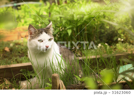 cat in the summer garden cat in the summer garden 31623060