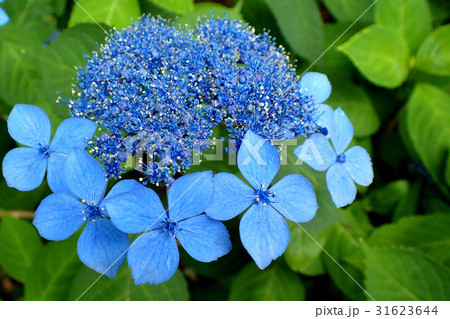 ヤマアジサイ 31623644