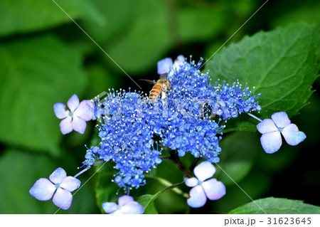 ヤマアジサイ ヤマアジサイ 31623645