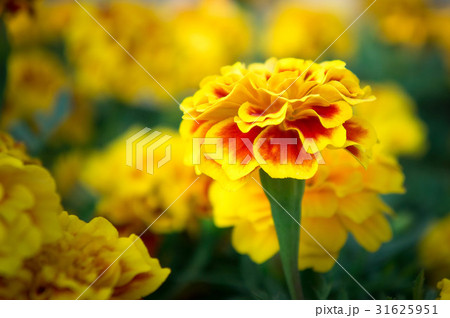 Marigold flowers in the garden 31625951