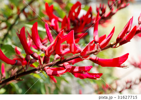 サンゴシトウの花 サンゴシトウの花 31627715