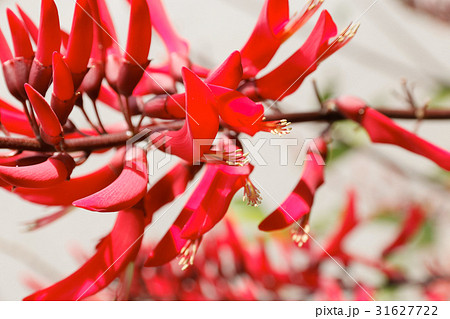 サンゴシトウの花 31627722