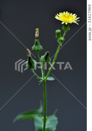 ハルノノゲシの花 31627969