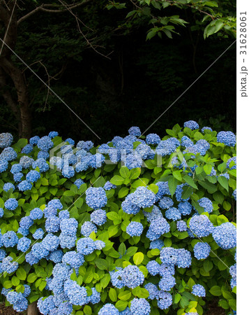 紫陽花 31628061