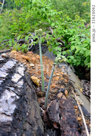 ワラビの若芽 31628062